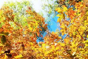 hermosa naranja y amarillo hojas rama de árbol con azul cielo en bosque en el montaña foto