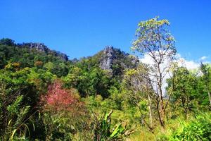 verde bosque y selva con azul cielo en montaña. foto