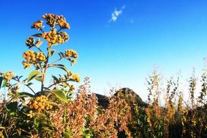 inula capa jamón. corriente continua. es salvaje flores en el chiang dao montaña, Chiangmai a Tailandia foto