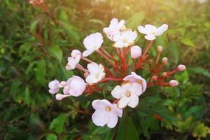 luculia gratissima pared. dulce variedad glabra fukuoka salvaje flores en el montaña foto