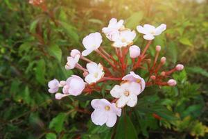 Luculia gratissima Wall. Sweet var. glabra Fukuoka wild flowers on the mountain photo