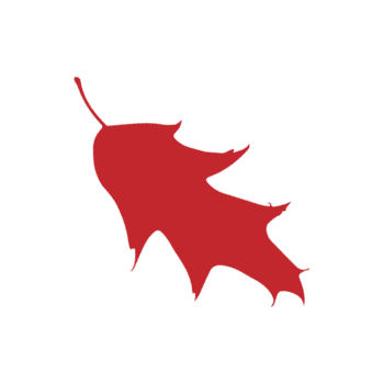 Evergreen Leaf illustration png, Leaf Silhouette png, leaves png