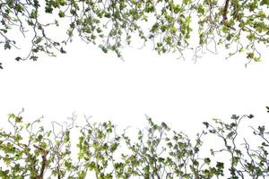 Leaves and branch isolated on white background with copy space photo