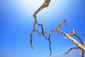 Dry Branch on blue sky and sunlight. photo