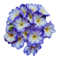 viola primula fiori png