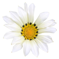 gazania rige flor png