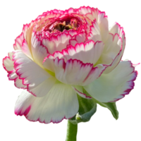 Persian buttercup flower png