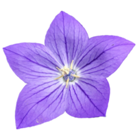 Platycodon Großblütige Blume png