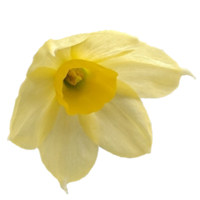 narciso giunchiglia martinetto png