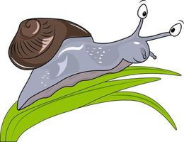 snail illustration on green leaf vector