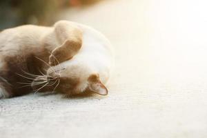 Cute Siamese cat enjoy and sleep on concrete floor with natural in garden photo