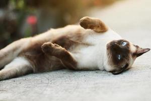 linda siamés gato disfrutar y dormir en hormigón piso con natural en jardín foto