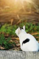 blanco gato disfrutar en el jardín foto