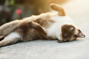 linda siamés gato disfrutar y dormir en hormigón piso con natural en jardín foto