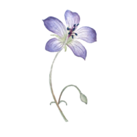 Aquarell Gemälde von lila Blume png