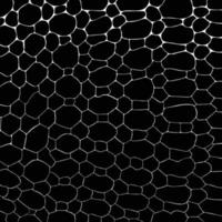 Vector black snake print pattern animal seamless. Snake skin abstract for printing, cutting, and crafts Ideal for mugs, stickers, stencils, web, cover, wall stickers, home decorate and more.