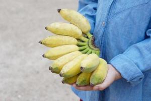 de cerca jardinero sostiene manojo de amarillo maduro orgánico cultivado plátanos concepto , agricultura cosecha en tailandia tailandés agricultores crecer bananas para vender como familia negocio o compartir a vecino foto