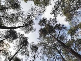 Landscape in pine forest. Summer Pine Forest. View from bottom to high pines on the background of blue sky. photo