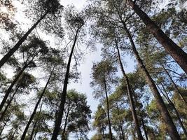 Landscape in pine forest. Summer Pine Forest. View from bottom to high pines on the background of blue sky. photo