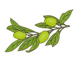 Olives branch wich green berryes. Doodle hand drawn. vector