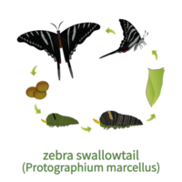 Zebra Swallowtail Butterfly png