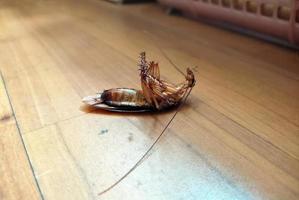 Dead cockroaches on the floor. photo
