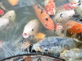 koi fish in the pond photo