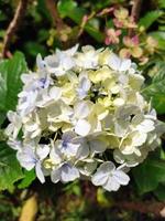 Hortensia flower or Hydrangea Macrophylla in the garden, with morning day light. photo