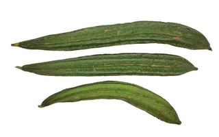 Some green Luffa acutangulas or Oyong isolated on white background photo