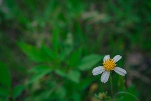 Small yellow flower growing and blossom on spring garden.  The photo is suitable to use for nature background, poster and advertising.