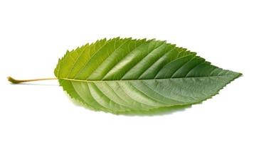 Sweet birch leaf isolated on white. photo