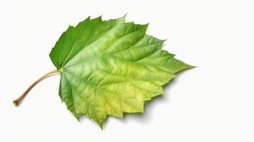 Green birch tree leaf isolated on white background. photo