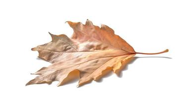 Fall autumn dry maple leaf isolated on white background. photo