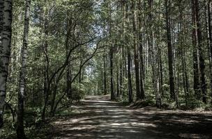 Image in muted colors of pathway in summer sunlit green forest thicket. Hiking and resting on nature photo