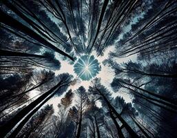 Low-angle view of trees in the forest. View of blue sky through green treetops, springtime season background, low angle view. . photo