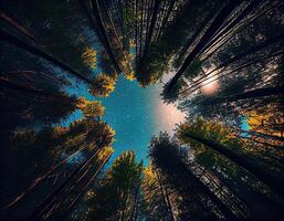 Low-angle view of trees in the forest. View of blue sky through green treetops, springtime season background, low angle view. . photo