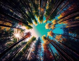 Low-angle view of trees in the forest. View of blue sky through green treetops, springtime season background, low angle view. . photo