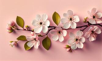 soñador Cereza flores como un natural Bordear rosado antecedentes. Cereza flores en pequeño racimos en un Cereza árbol rama en rosado antecedentes con espacio de copia. generativo ai foto