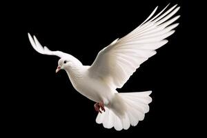 A white beautiful bird on black background photo