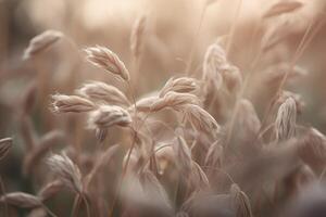 Soft hues of the wheat plant photo