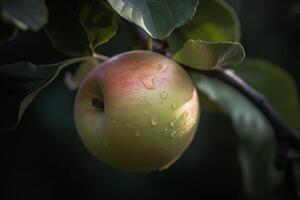 Soft hues of the apple on a branch photo