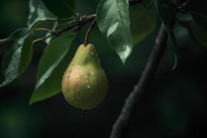 Soft hues of a pear on a branch image photo