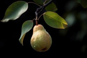 Soft hues of the pear on a branch on dark background photo