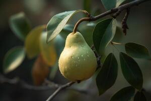 Soft hues of the fresh pear on a branch photo