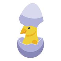 Yellow chick icon isometric vector. Easter bird vector