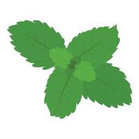 Mint leaf icon isometric vector. Realistic bright green leaf of fresh mint icon vector