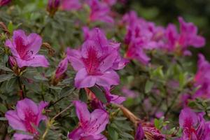 encantador rosado rododendro Simsii floración foto