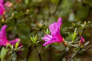 encantador rosado rododendro Simsii floración foto