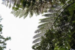 Natural background green palm leaves against the cloudy sky photo