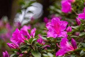 cautivador rosado rododendro Simsii en lleno floración foto